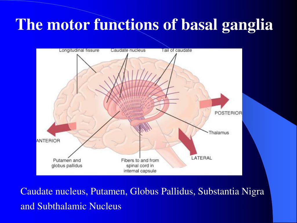 PPT Cerebellum and Basal Ganglia in Motor Control PowerPoint
