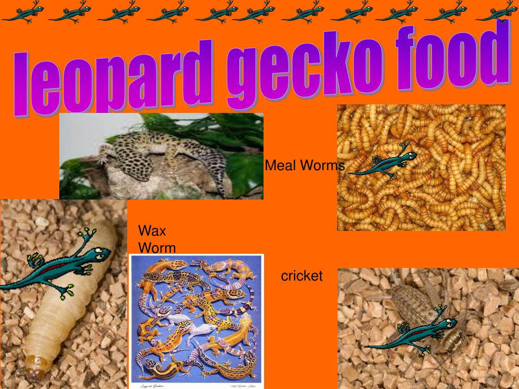 PPT THE LEOPARD GECKO PowerPoint Presentation, free download ID4138742