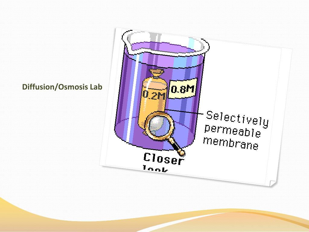 PPT Diffusion/Osmosis Lab PowerPoint Presentation, free download ID