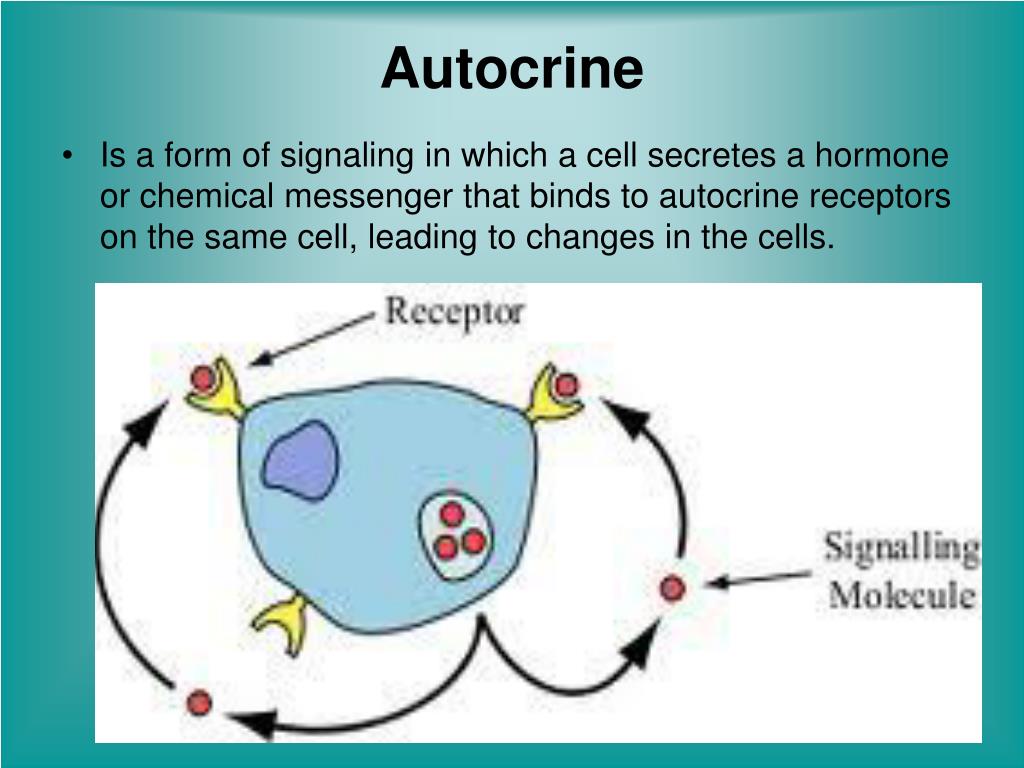PPT INTRODUCTION TO MOLECULAR REGULATION & SIGNALING PowerPoint