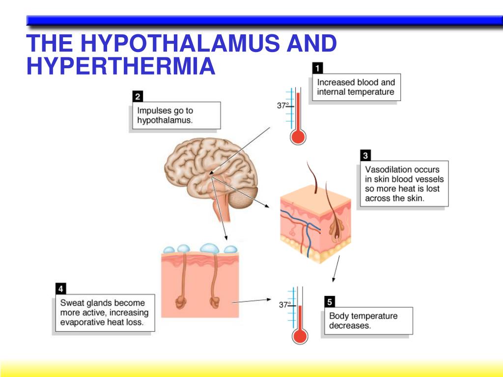PPT THERMOREGULATION AND EXERCISE PowerPoint Presentation, free