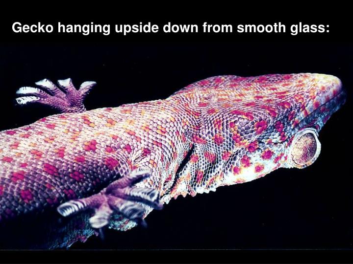PPT Chapters 1213 Vertebrates Fish, Amphibians