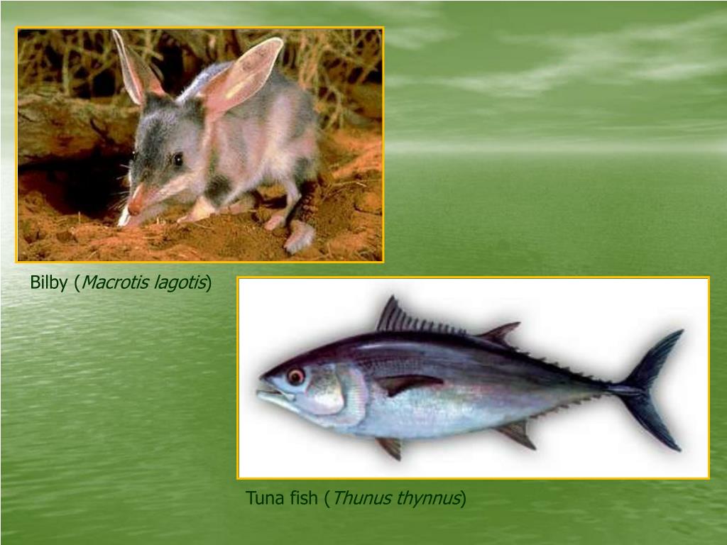 PPT Adaptation of animals to life in extreme water conditions