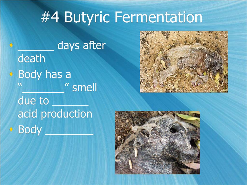 PPT Body Tissues and PowerPoint Presentation, free