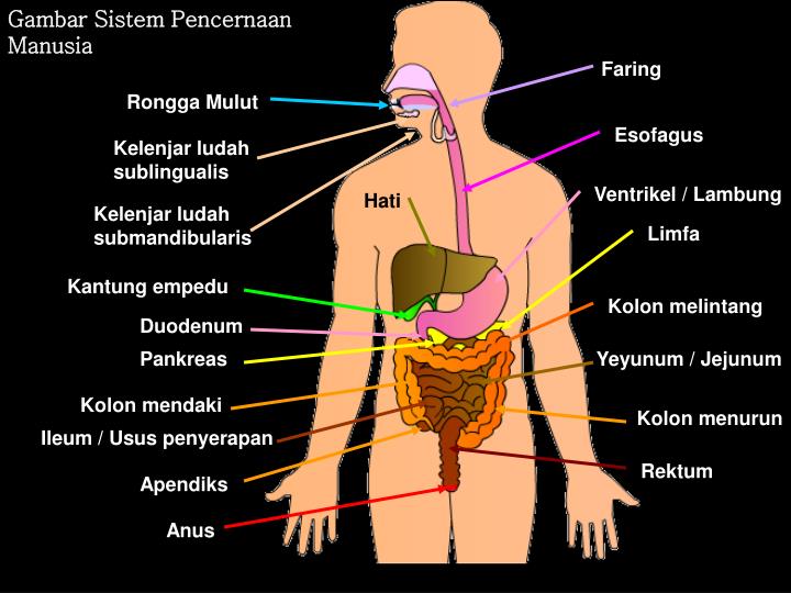 PPT Sistem Pencernaan Makanan & Gangguan Pada Sistem
