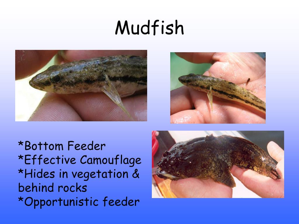 PPT Freshwater Fish PowerPoint Presentation, free download ID4147615