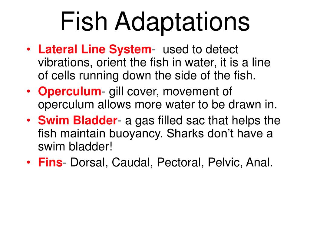 PPT Fish PowerPoint Presentation, free download ID4147640