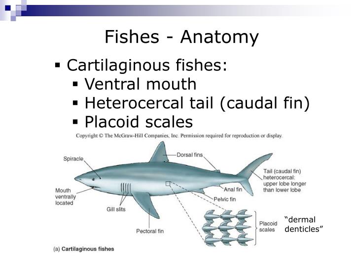 PPT Marine Vertebrates Fishes (part 2) PowerPoint Presentation ID4147641
