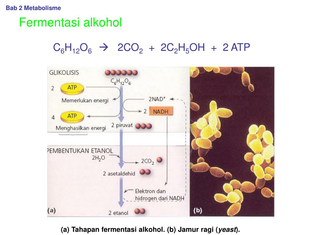 PPT BAB 2 METABOLISME PowerPoint Presentation, free download ID4150590