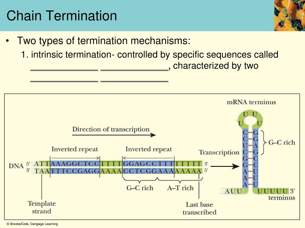 PPT Chapter Eleven Transcription of the Code The Biosynthesis of RNA PowerPoint