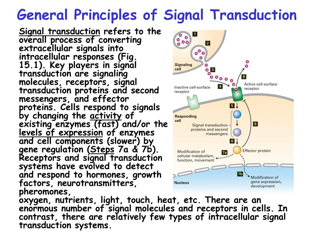 PPT Chap. 15 Signal Transduction & G Proteincoupled Receptors PowerPoint Presentation ID