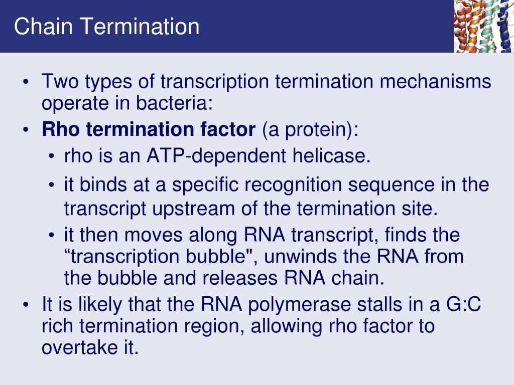 PPT Chapter 29 Transcription and the Regulation of Gene Expression PowerPoint Presentation