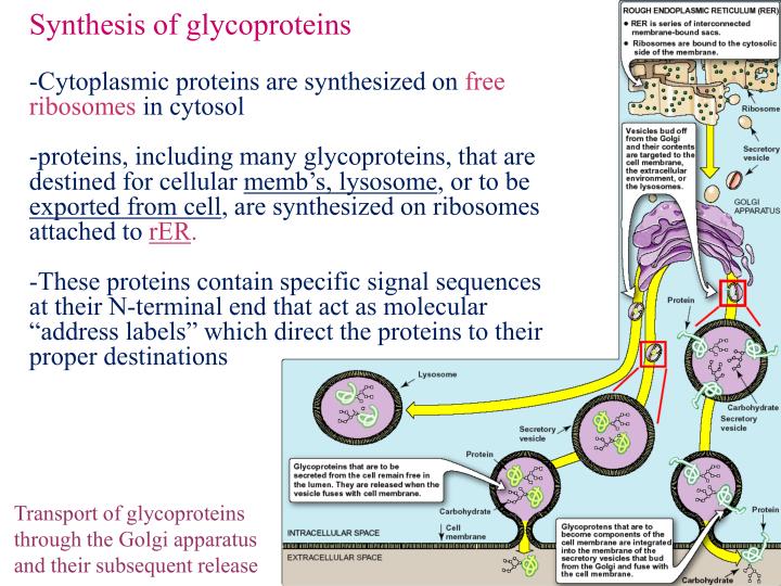 PPT GLYCOPROTEINS PowerPoint Presentation ID4155658