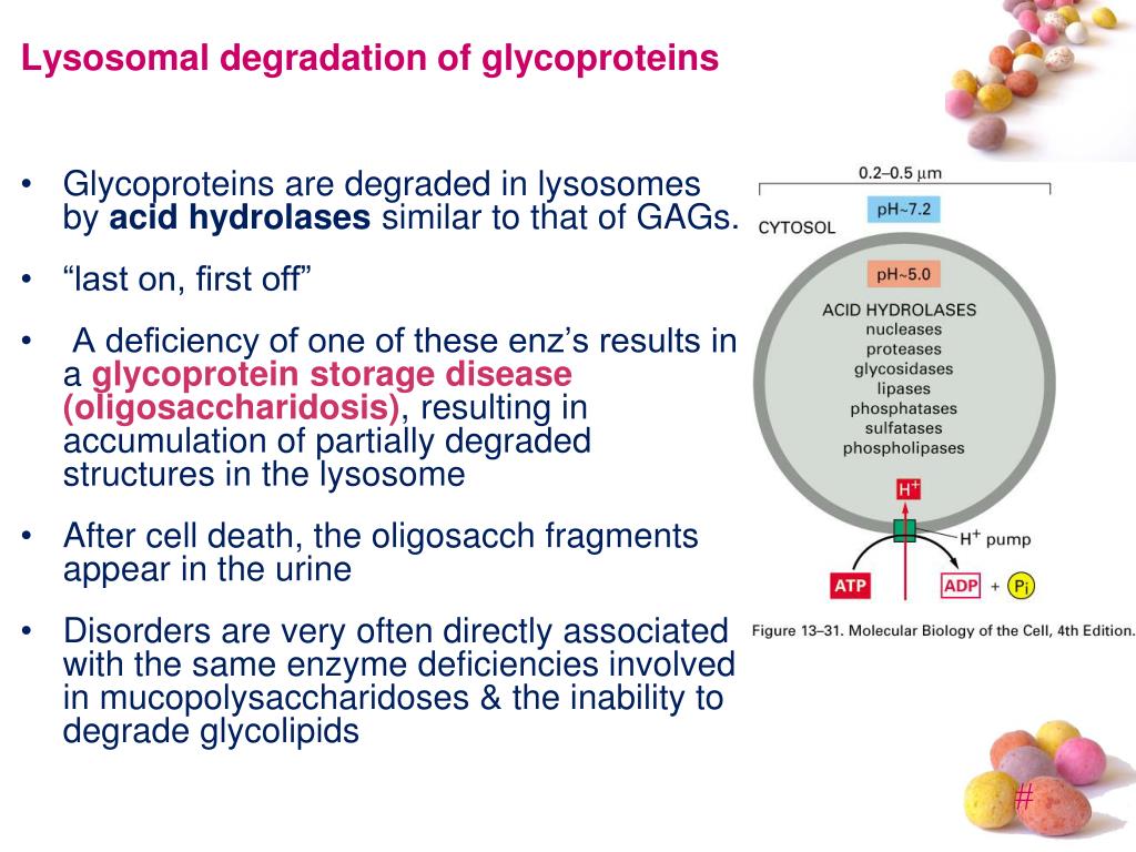 PPT GLYCOPROTEINS PowerPoint Presentation, free download ID4155658
