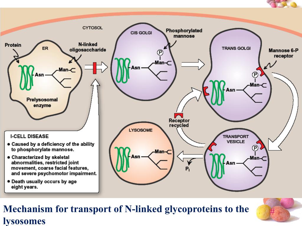 PPT GLYCOPROTEINS PowerPoint Presentation, free download ID4155658