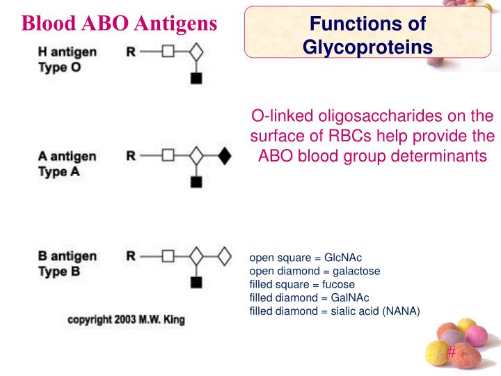 PPT GLYCOPROTEINS PowerPoint Presentation ID4155658