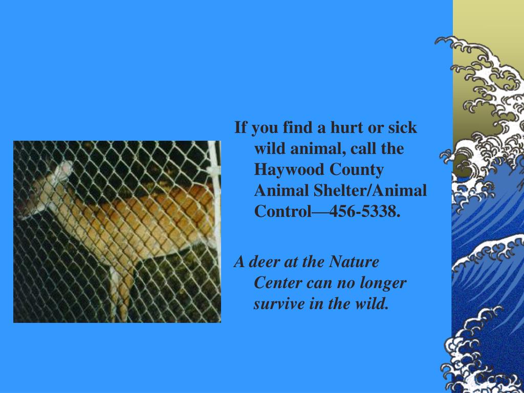 Haywood County Animal Shelter Phone Number My Hobby