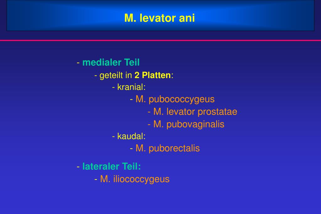 PPT Hoden Form und Funktionen PowerPoint Presentation, free download
