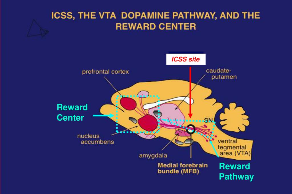 PPT THE NEUROBIOLOGY OF ADDICTION AND THE BRAIN’S REWARD SYSTEM PowerPoint Presentation ID