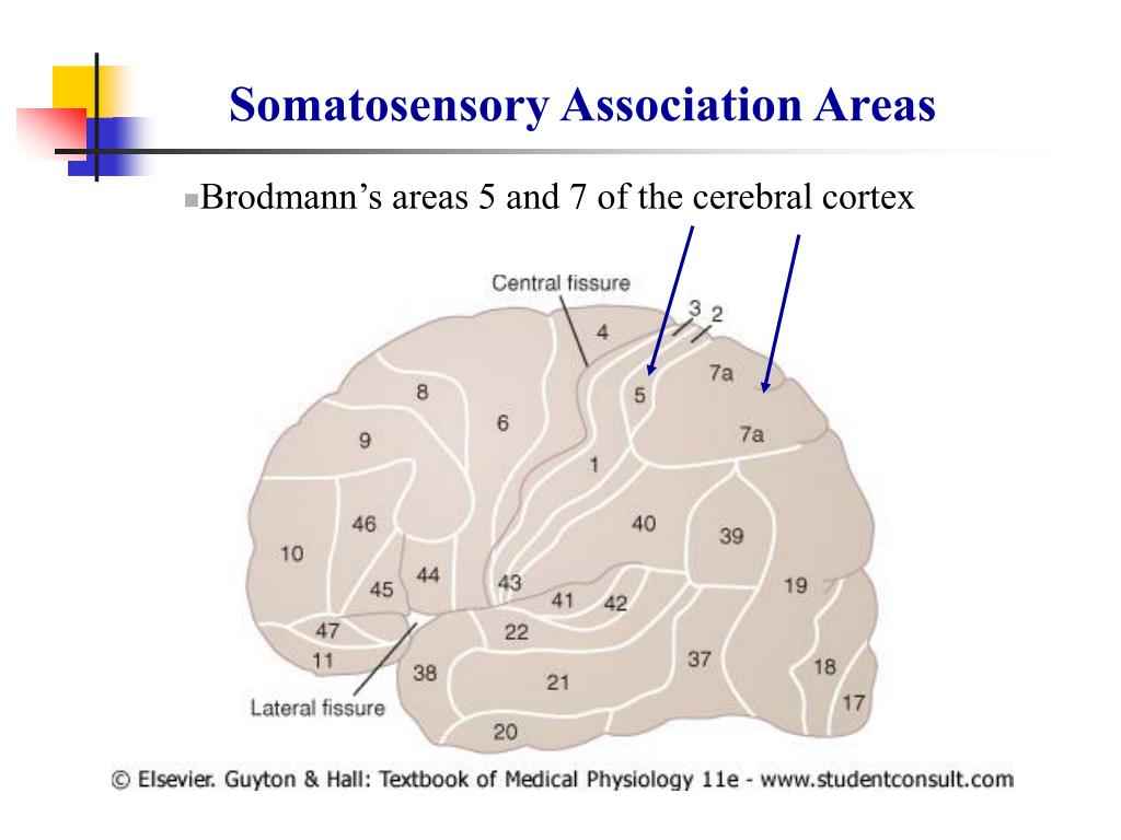 PPT Somatic Sensations I General Organization, the Tactile and