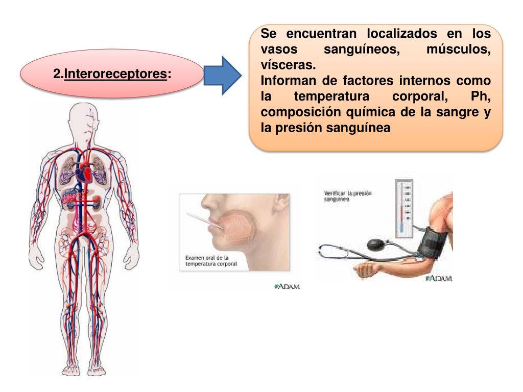 PPT Receptores sensoriales Professor Verónica Pantoja