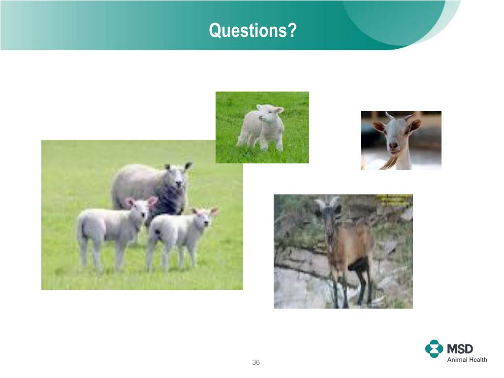PPT Reproductive management in small ruminants PowerPoint