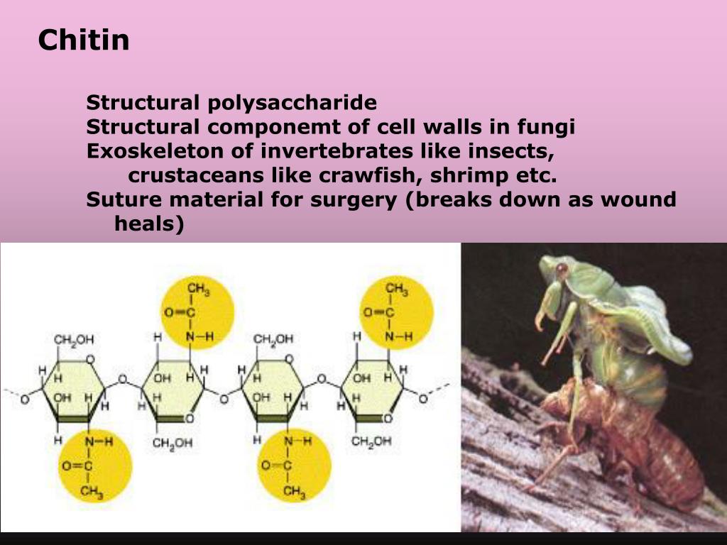 PPT Biomolecules PowerPoint Presentation ID4172556