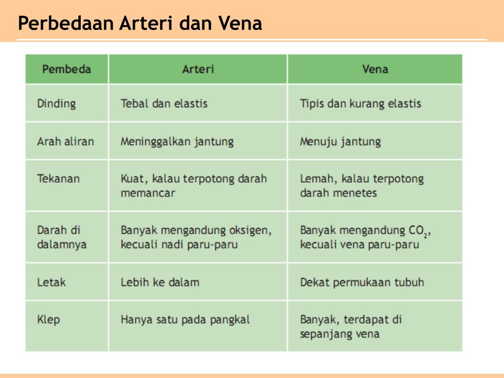Dari Tabel Di Bawah Ini Perbedaan Antara Arteri Dan Vena Yang Benar