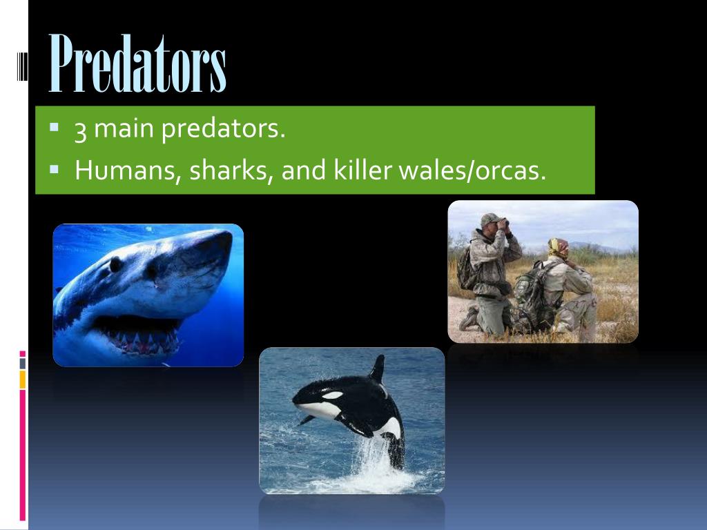 PPT SeaLions PowerPoint Presentation, free download ID4173545