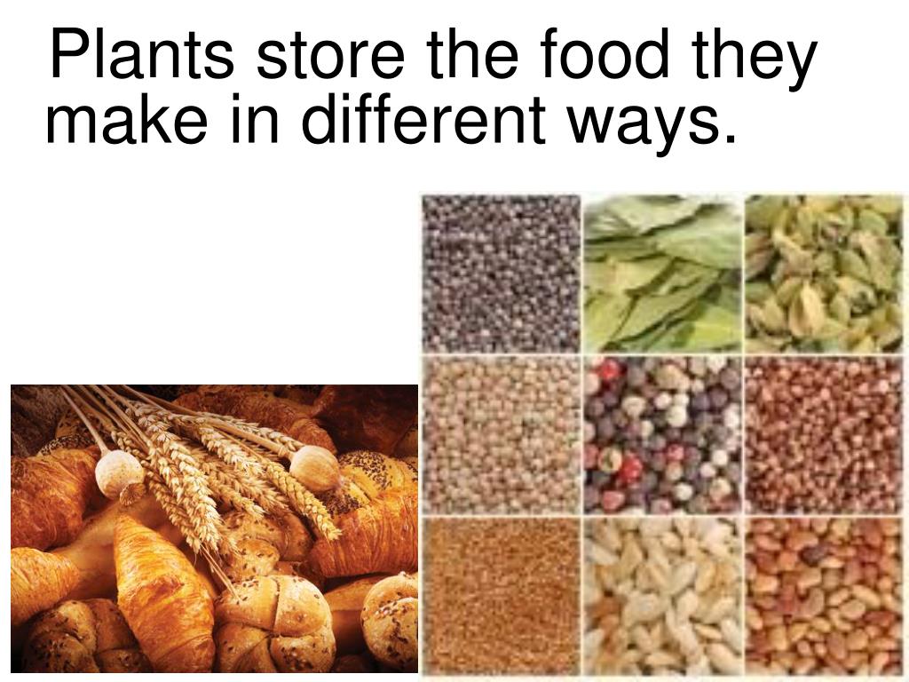 PPT Plants Produce Food PowerPoint Presentation, free download ID