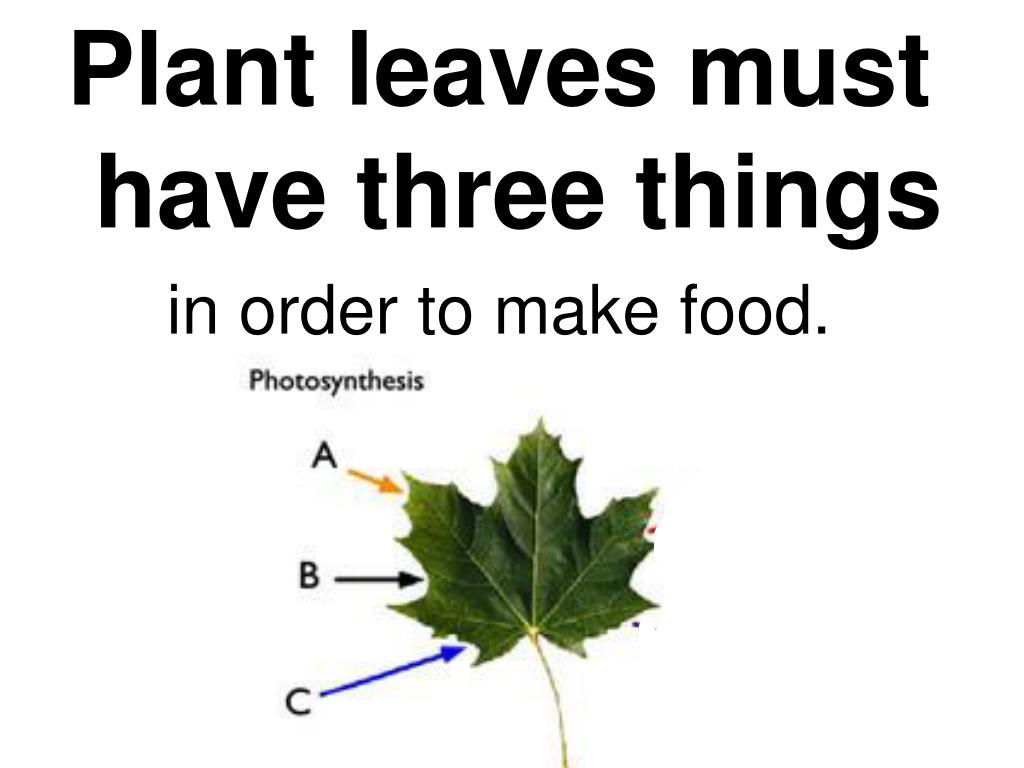 PPT Plants Produce Food PowerPoint Presentation, free download ID