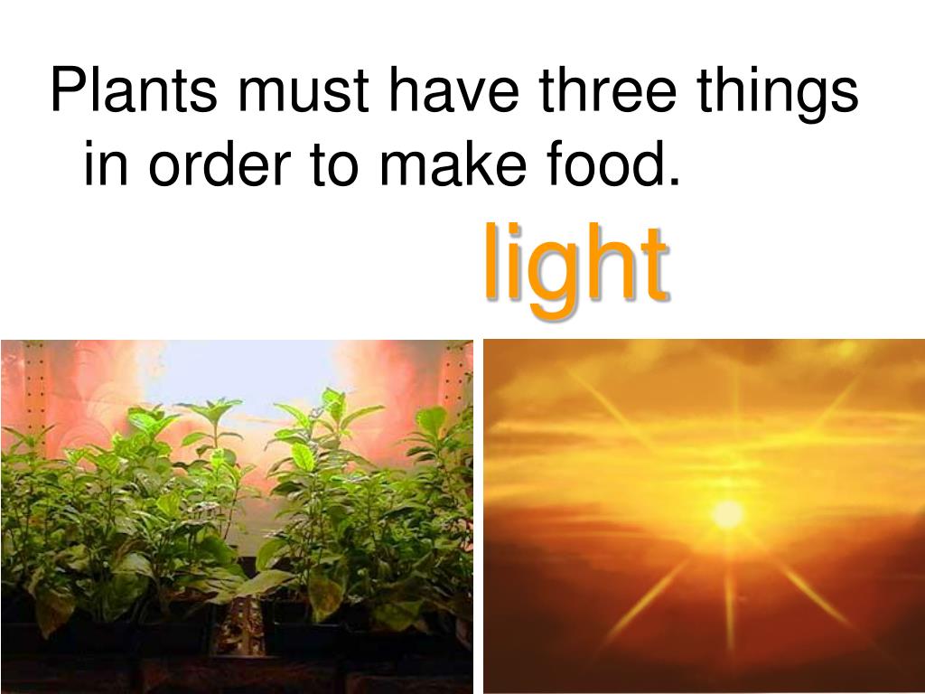 PPT Plants Produce Food PowerPoint Presentation, free download ID