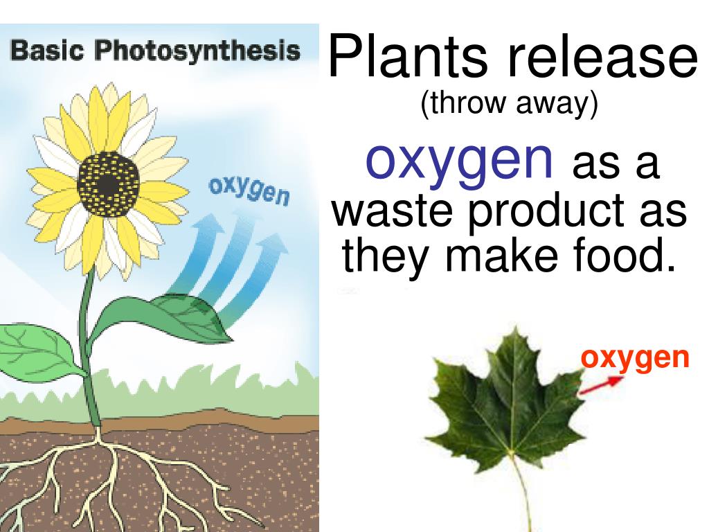 PPT Plants Produce Food PowerPoint Presentation, free download ID4174224
