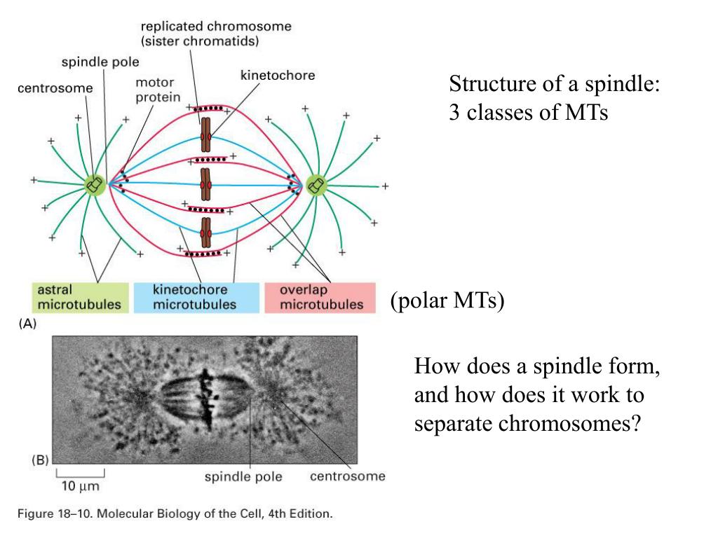 PPT CELL DIVISION PowerPoint Presentation, free download ID4175064