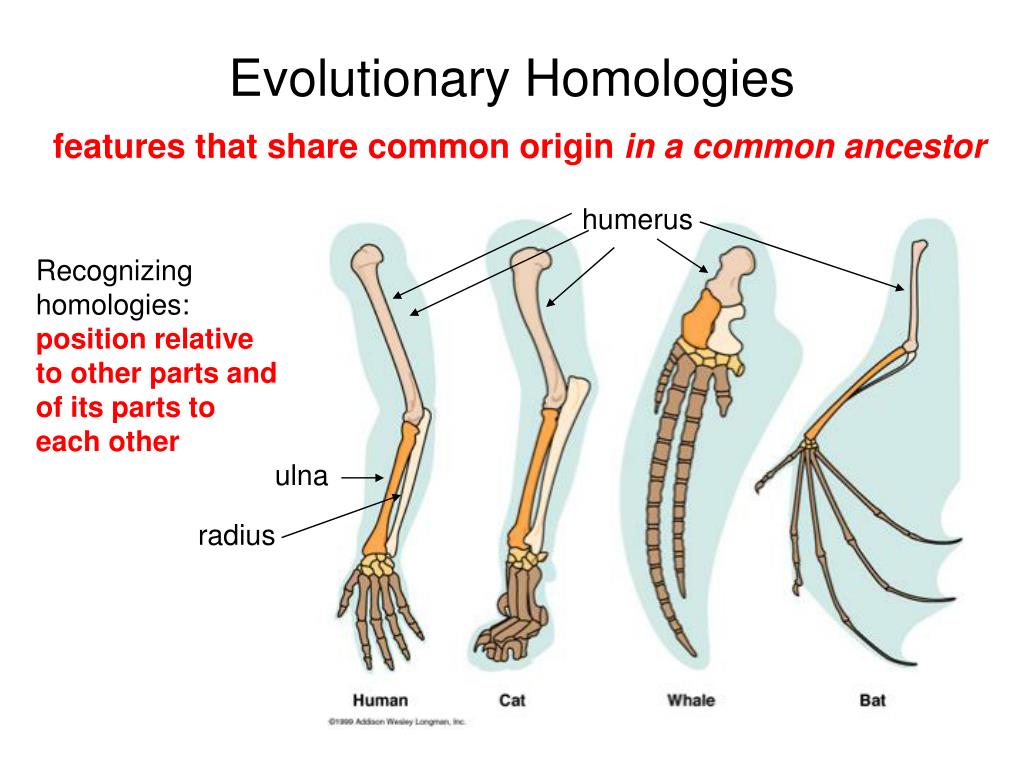 PPT Classification and Phylogeny What’s In a Name? PowerPoint