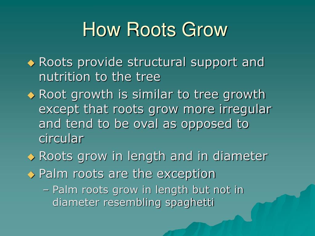 PPT The Root Of It All PowerPoint Presentation, free download ID