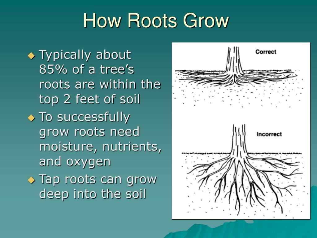 PPT The Root Of It All PowerPoint Presentation, free download ID