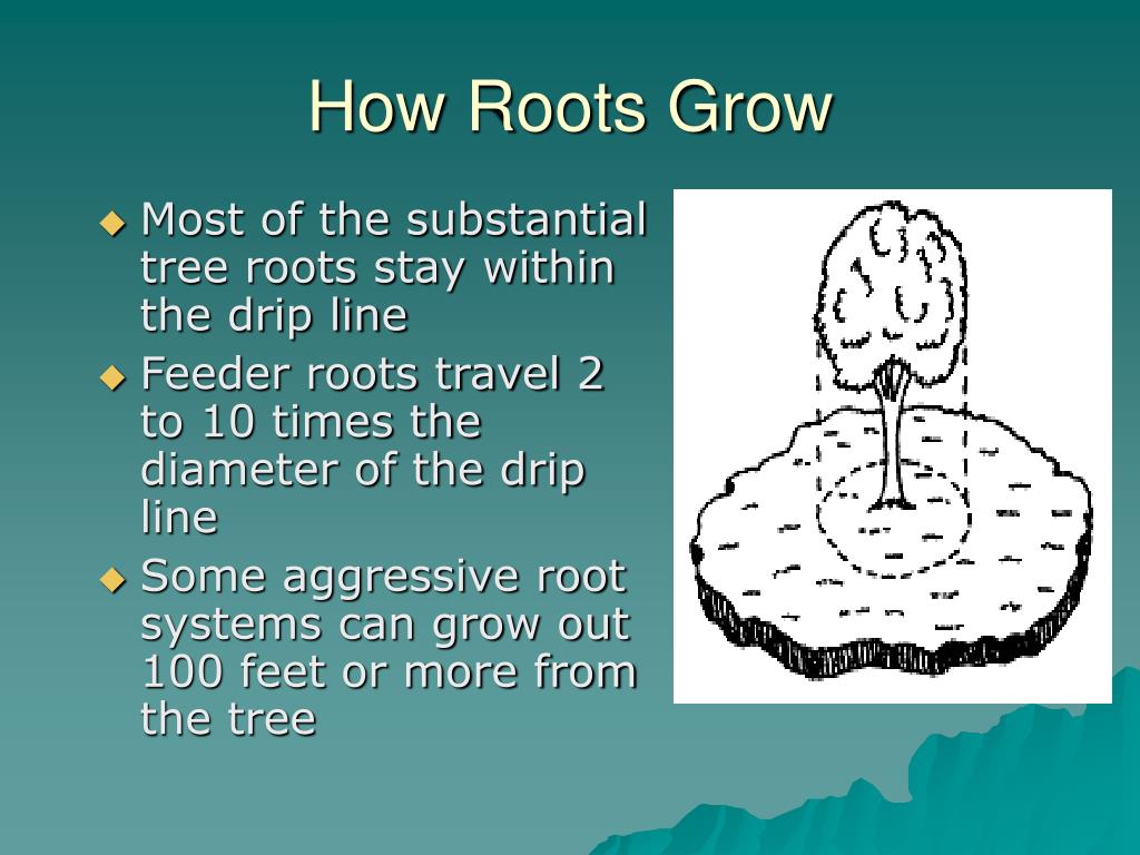 PPT The Root Of It All PowerPoint Presentation, free download ID