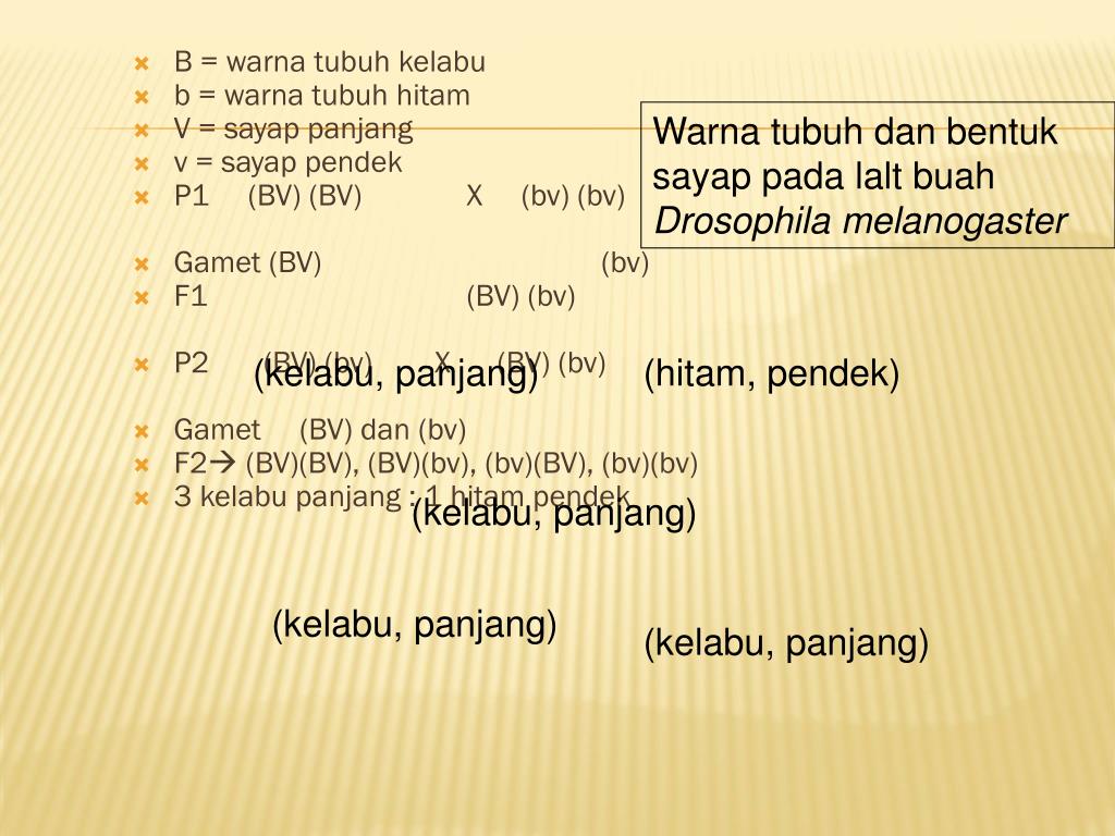PPT POLAPOLA HEREDITAS PowerPoint Presentation, free