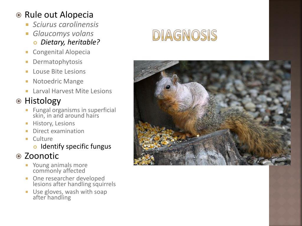 PPT Squirrel Zoonoses PowerPoint Presentation, free download ID4186297
