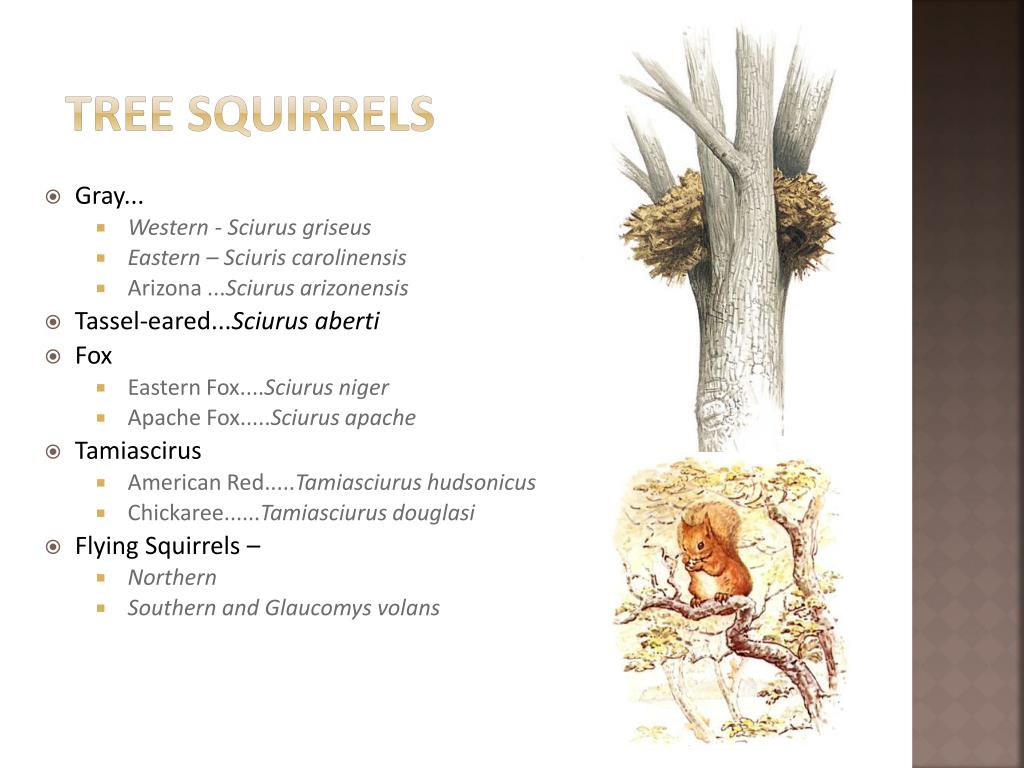 PPT Squirrel Zoonoses PowerPoint Presentation, free download ID4186297