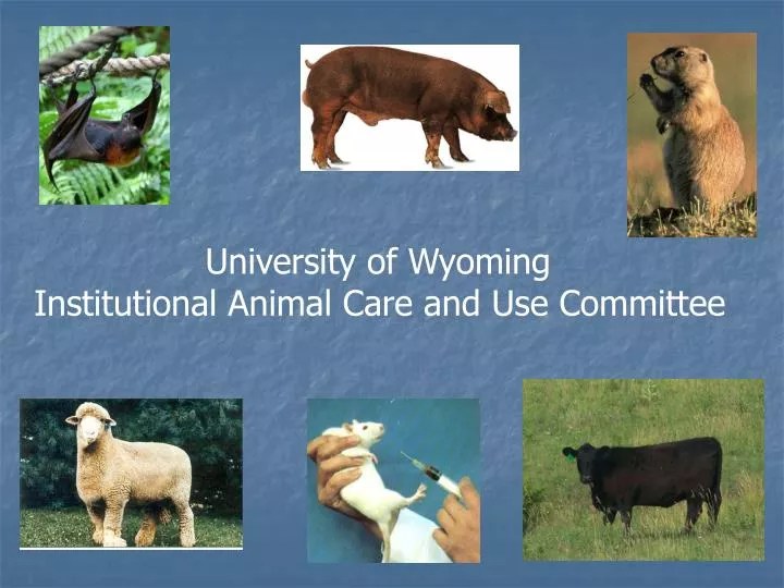 PPT University of Wyoming Institutional Animal Care and Use Committee