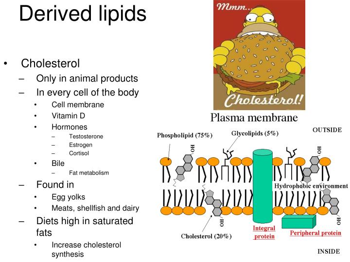 PPT Lipid metabolism PowerPoint Presentation ID4187488
