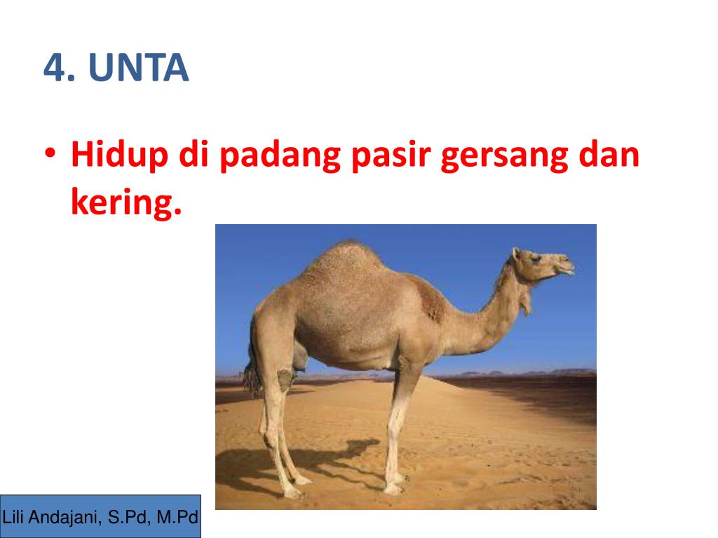 PPT CIRICIRI KHUSUS MAHLUK HIDUP PowerPoint Presentation, free