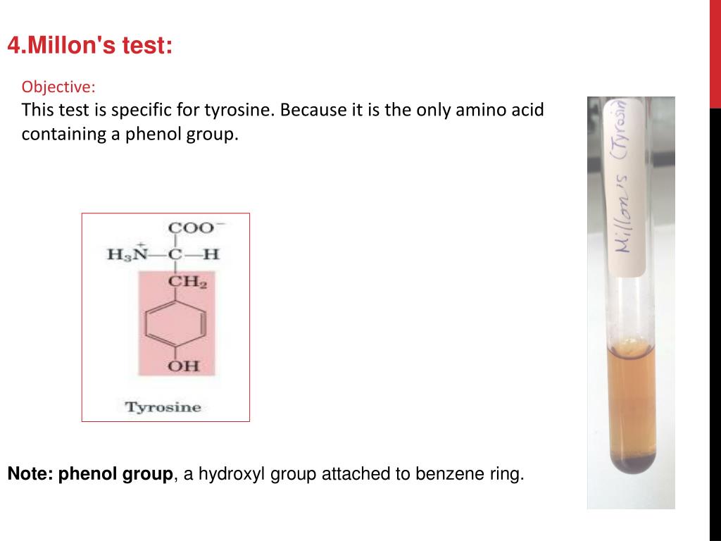 PPT AMINO ACIDS [QUALITATIVE TESTS] PowerPoint Presentation, free