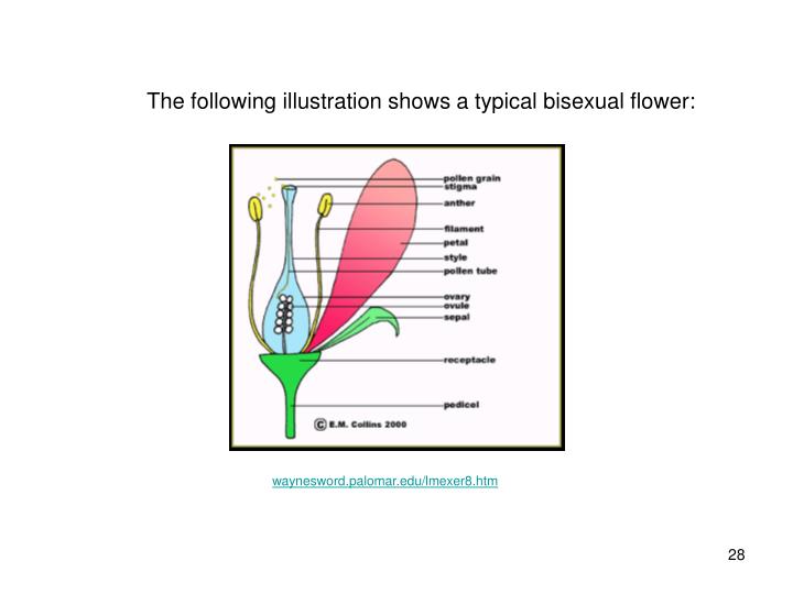 PPT PLANT BIOLOGY PowerPoint Presentation ID4204407