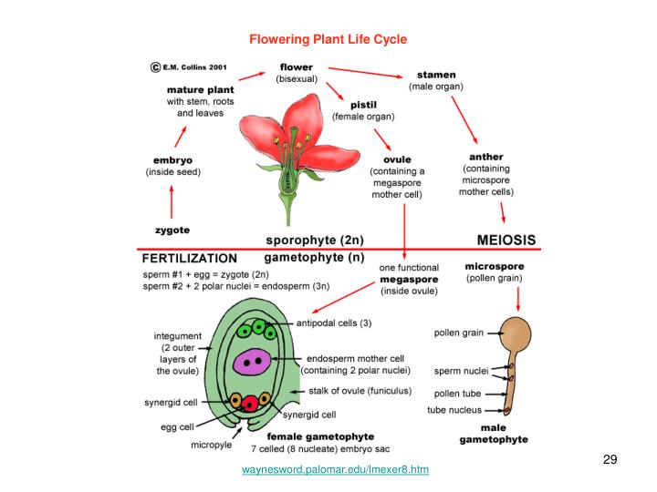 PPT PLANT BIOLOGY PowerPoint Presentation ID4204407