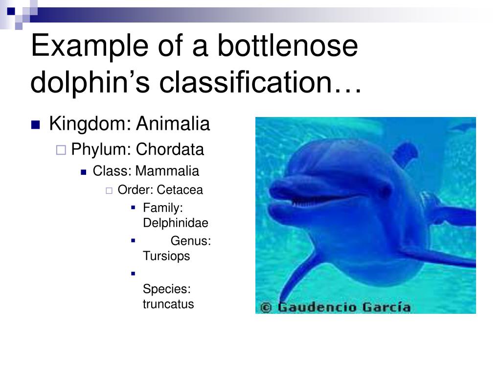 PPT Hooray for Taxonomy!!! PowerPoint Presentation, free download