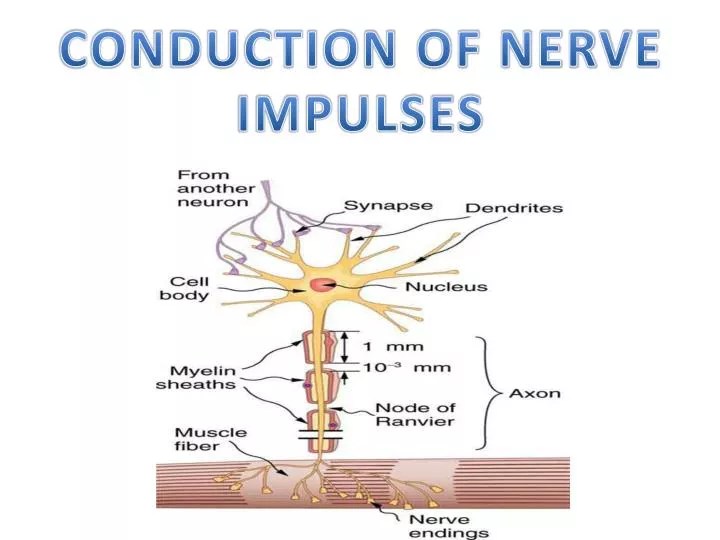 PPT CONDUCTION OF NERVE IMPULSES PowerPoint Presentation ID4206308