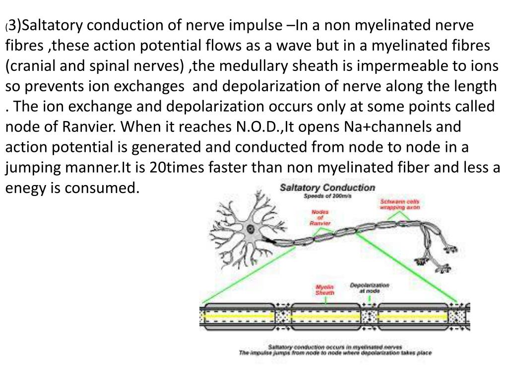 PPT CONDUCTION OF NERVE IMPULSES PowerPoint Presentation, free
